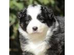 Australian Shepherd Puppy for sale in Lake City, MI, USA
