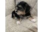 Shih Tzu Puppy for sale in Louisville, KY, USA