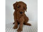 Mutt Puppy for sale in Middletown, VA, USA