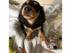 Dachshund Puppy for sale in Panama City Beach, FL, USA