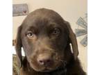 Labrador Retriever Puppy for sale in Hampden, MA, USA