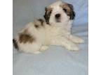 Lhasa Apso Puppy for sale in Victorville, CA, USA