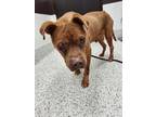 Adopt Shawn a Pit Bull Terrier, Mixed Breed