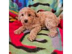 Mutt Puppy for sale in Westfield, MA, USA