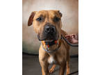 Adopt Stewie a Boxer, Mixed Breed