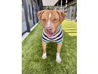 Adopt Tadpoll a Pit Bull Terrier, Mixed Breed