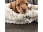 Dachshund Puppy for sale in Allen, TX, USA