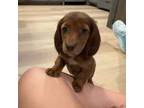 Dachshund Puppy for sale in Allen, TX, USA