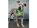 Adopt Polka a Pit Bull Terrier, Mixed Breed