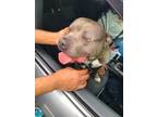 Adopt Kong a Pit Bull Terrier, Mixed Breed