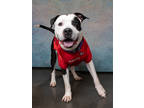 Adopt Gotti a Pit Bull Terrier, Mixed Breed