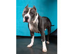 Adopt Daniel King - AVAILABLE BY APPOINTMENT a Pit Bull Terrier, Mixed Breed