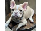 French Bulldog Puppy for sale in Tampa, FL, USA