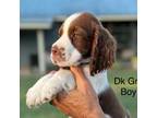 English Springer Spaniel Puppy for sale in Fort Valley, GA, USA