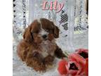 Cavapoo Puppy for sale in Penn Yan, NY, USA