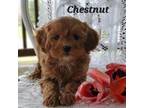 Chestnut