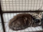 Adopt 2024-04-196 a Domestic Medium Hair