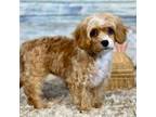 Cavapoo Puppy for sale in Pittsburg, KS, USA
