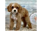 Cavapoo Puppy for sale in Pittsburg, KS, USA