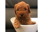 Poodle (Toy) Puppy for sale in Hacienda Heights, CA, USA