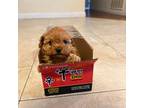 Poodle (Toy) Puppy for sale in Hacienda Heights, CA, USA