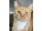 Adopt Beauregard a Tabby, Domestic Short Hair