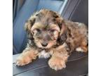 Mutt Puppy for sale in Pleasanton, KS, USA