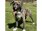 Adopt Larry a Mixed Breed