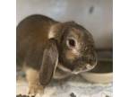 Adopt Boba (Bonded to Lola) a American Fuzzy Lop