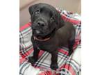 Adopt Alvin a Rottweiler, Labrador Retriever