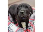 Adopt Simon a Rottweiler, Labrador Retriever