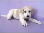 Adopt Chance a Great Pyrenees, Mixed Breed