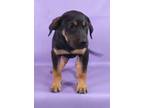 Adopt Bandit a Doberman Pinscher, Mixed Breed