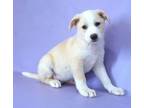 Adopt Yale a Golden Retriever, Mixed Breed