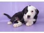 Adopt Finch a Pointer, Mixed Breed