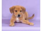 Adopt Yahtzee a Golden Retriever, Mixed Breed