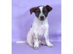 Adopt Eggs a Border Collie, Mixed Breed