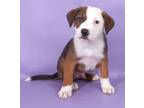 Adopt Ford a Pointer, Mixed Breed
