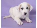 Adopt Carsyn a Great Pyrenees, Mixed Breed