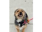 Adopt Niblet a Mixed Breed