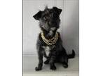 Adopt Mr. T a Terrier, Mixed Breed