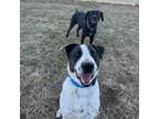 Adopt Ingalls a Pointer, Mixed Breed