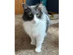 Adopt Algebra a Domestic Long Hair