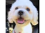 Adopt Pawl a Poodle