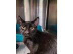 Adopt Philodendron a Domestic Short Hair