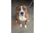 Adopt Silas a Pit Bull Terrier