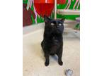 Adopt Trapper John MD a Domestic Short Hair