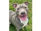 Adopt Rocco a Pit Bull Terrier, Mixed Breed