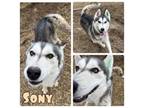 Adopt Sony - SPONSORED a Husky