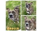 Adopt Apollo a Staffordshire Bull Terrier